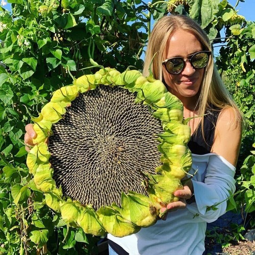 Riesenblumenkerne - riesenblumenkerne,