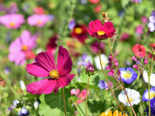 100 blumenwiese samen - qm,