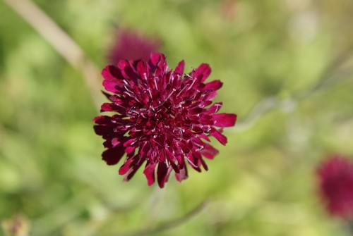 Witwenblume weinrote staude - witwenblume,,