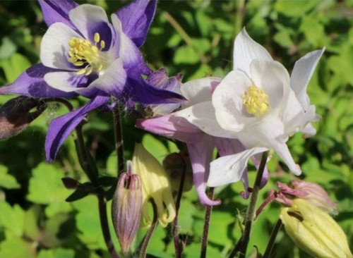 200 samen akelei mix aquilegia - 200,
