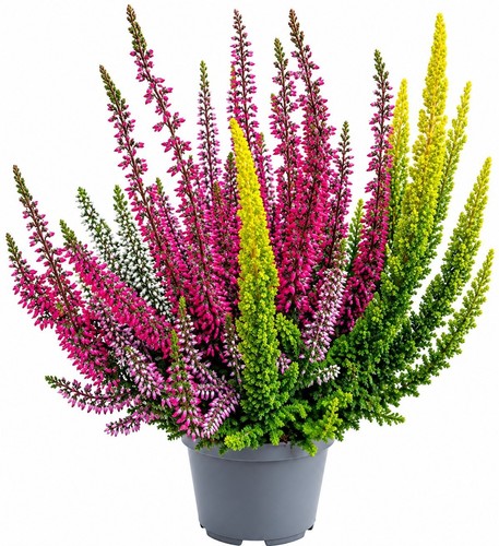 Stück knospenheide calluna - stück,