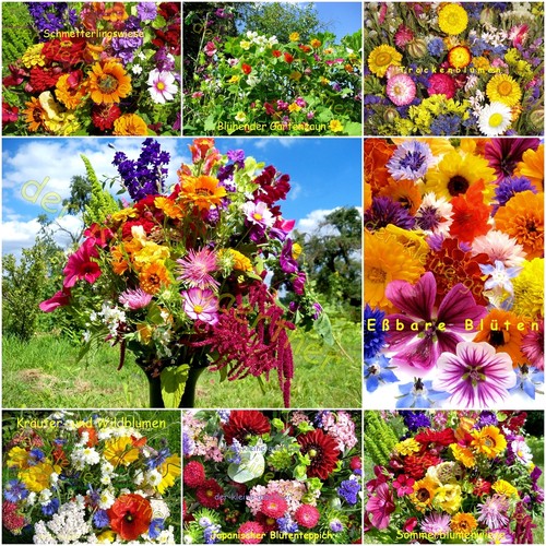 SOMMER-BLUMEN-WIESE