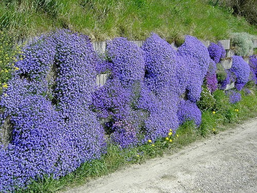 500 samen blaukissen violett - 500,