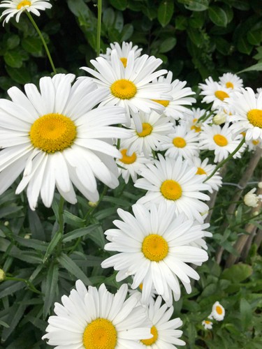 Blumensamen margerite - blumensamen,,