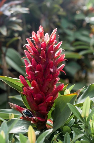 Gute blumen samen - gute, großer