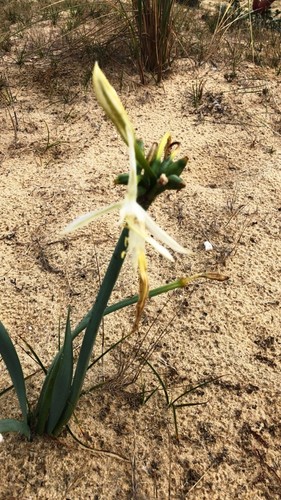 Dünen trichternarzisse sa - dünen-trichternarzisse,