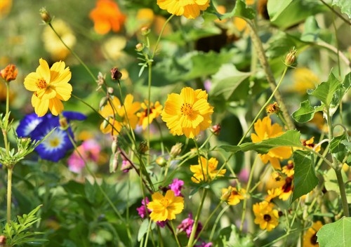 Samen bienen weide - samen,