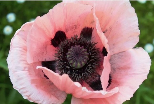 Riesenmohn 100 samen - 100,