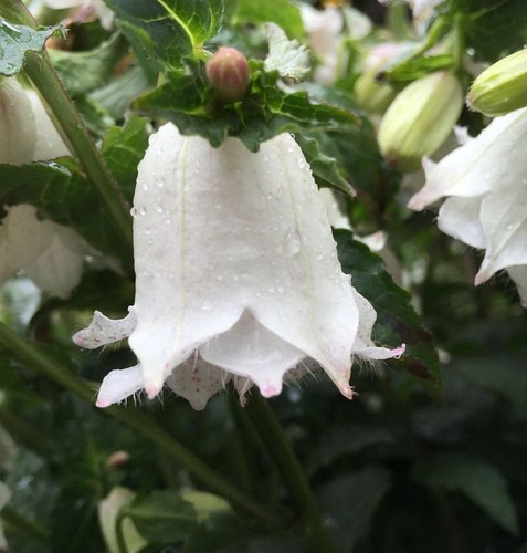 Rundblättrige glockenblume - rundblättrige,