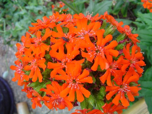 Brennende liebe knallrote - liebe,