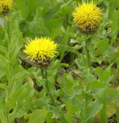 Große flockenblume - große,