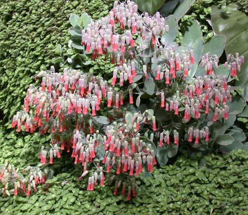 Super blumen samen - super,