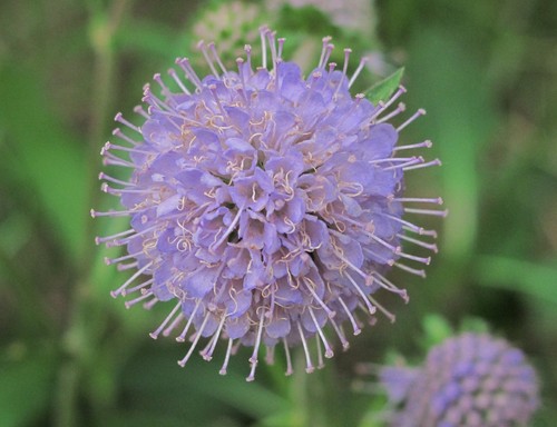 Blumen samen vom - blumen,