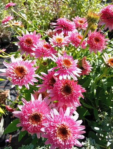 Staude sonnenhut echinacea - staude,